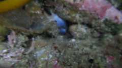 Asterocarpa coerulea