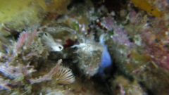 Asterocarpa coerulea