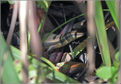 Eutropis rudis