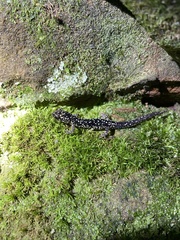 Plethodon glutinosus