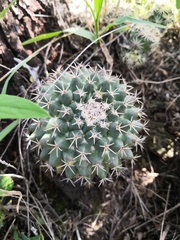 Mammillaria wagneriana