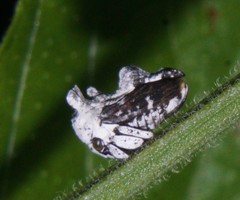 Notocera bituberculata