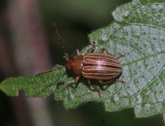 Colaspis confusa