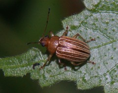 Colaspis confusa