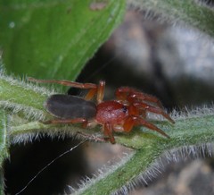 Caponiidae