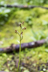 Galearis rotundifolia
