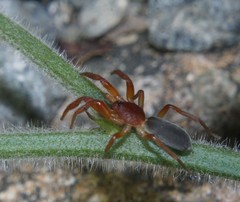 Caponiidae