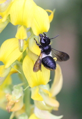 Megachile conjuncta
