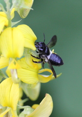 Megachile conjuncta
