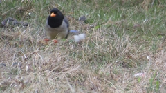 Urocissa flavirostris