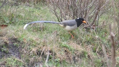 Urocissa flavirostris