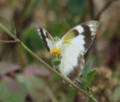 Appias epaphia contracta