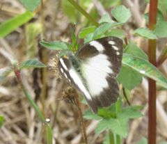 Appias epaphia contracta