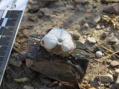 Dipodomys phillipsii oaxacae