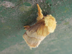Narosoideus flavidorsalis