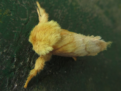Narosoideus flavidorsalis