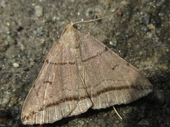 Zanclognatha griselda