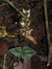 Neottia suzukii