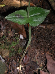Neottia suzukii