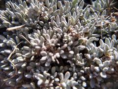 Eriogonum caespitosum