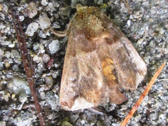 Phlossa conjuncta
