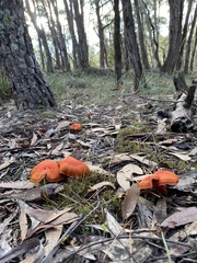 Cortinarius austrocinnabarinus