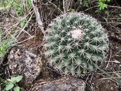 Mammillaria wagneriana