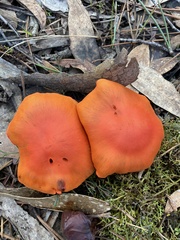 Cortinarius austrocinnabarinus