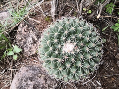 Mammillaria wagneriana