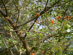 Erythrina subumbrans