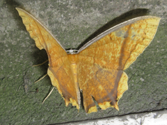 Thinopteryx crocoptera