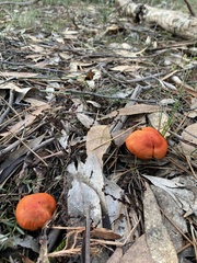 Cortinarius austrocinnabarinus