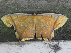 Thinopteryx crocoptera