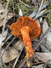 Cortinarius austrocinnabarinus