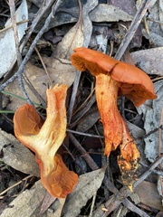 Cortinarius austrocinnabarinus