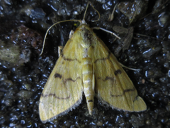 Patania chlorophanta