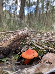 Cortinarius austrocinnabarinus