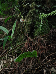 Collabium formosanum