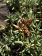 Crassula dependens