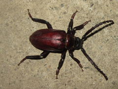 Prionus insularis