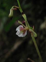 Collabium formosanum