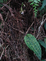 Collabium formosanum