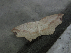 Pareclipsis gracilis