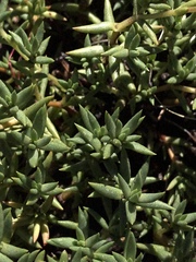 Crassula dependens