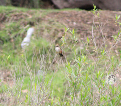 Pyrocephalus rubinus