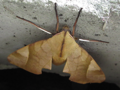 Clanis bilineata