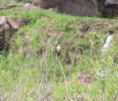 Pyrocephalus rubinus