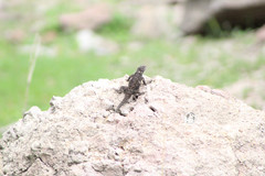 Sceloporus torquatus