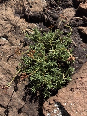 Crassula dependens