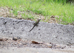 Sceloporus torquatus